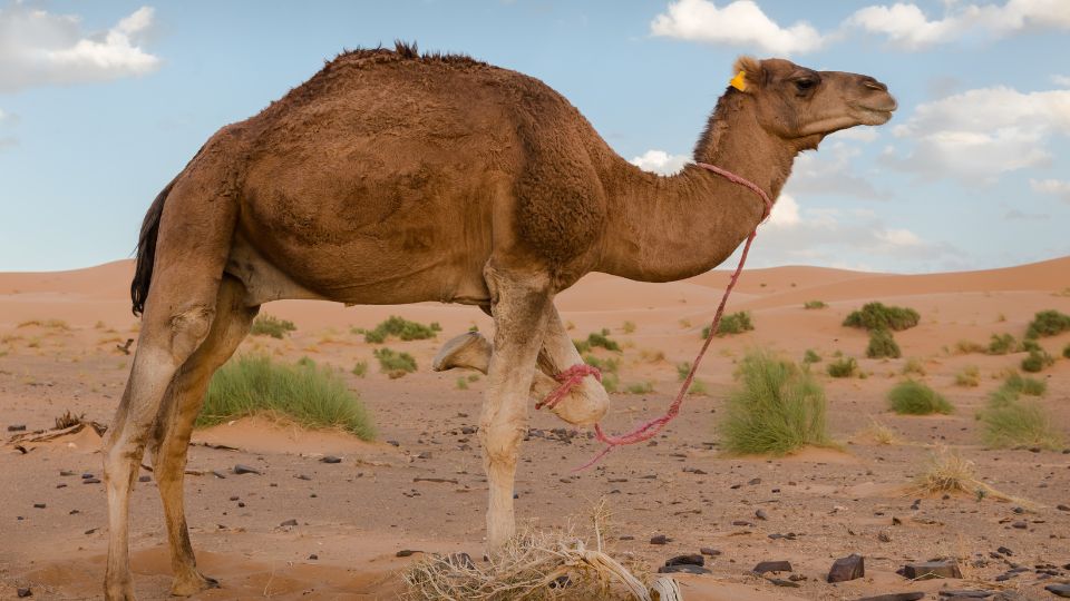 Dromedár (Camelus dromedarius)