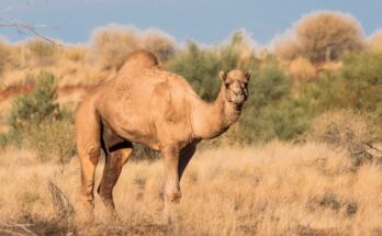 Dromedár (Camelus dromedarius)