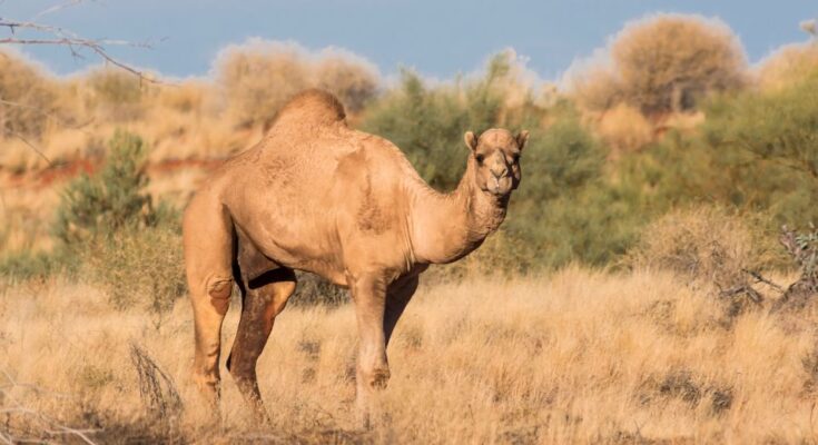 Dromedár (Camelus dromedarius)