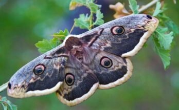 Éjszakai pávaszem (Saturnia pavonia)