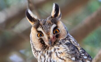 Erdei fulesbagoly Asio otus 2