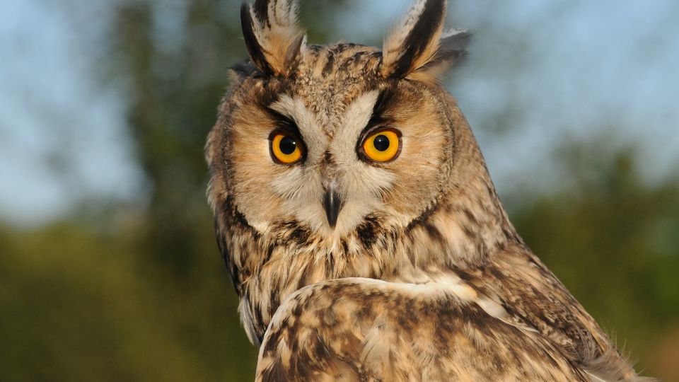Erdei fulesbagoly Asio otus