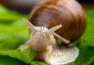 Éti csiga (Helix pomatia)