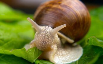 Éti csiga (Helix pomatia)