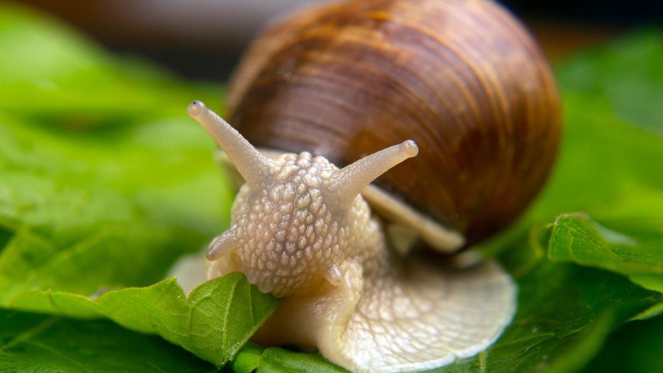 Éti csiga (Helix pomatia)