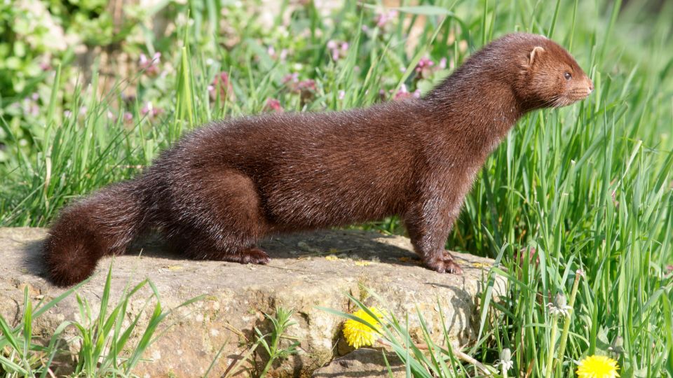 Európai nyérc (Mustela lutreola)