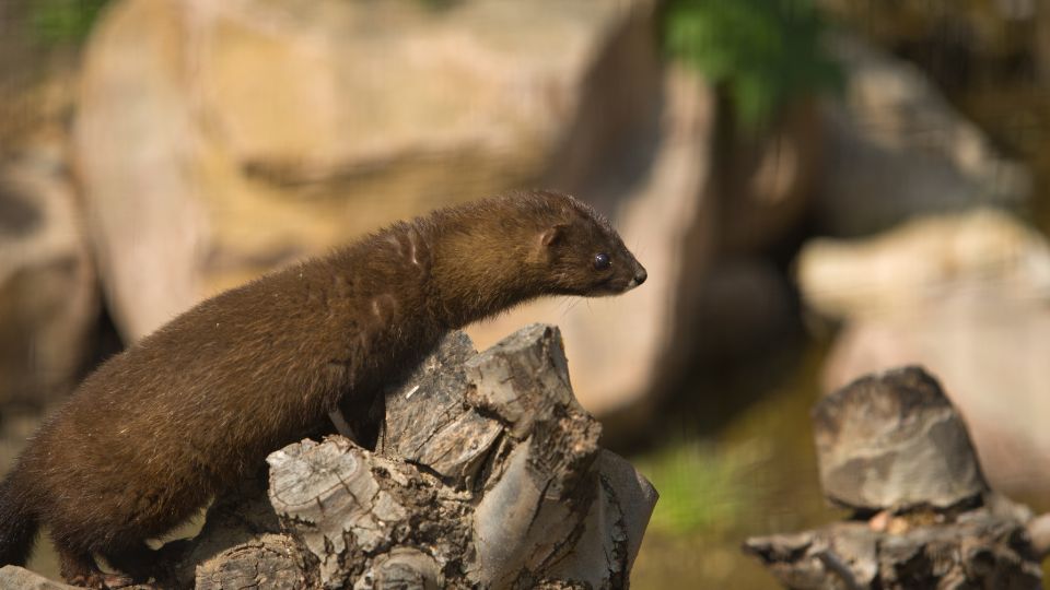 Európai nyérc (Mustela lutreola)