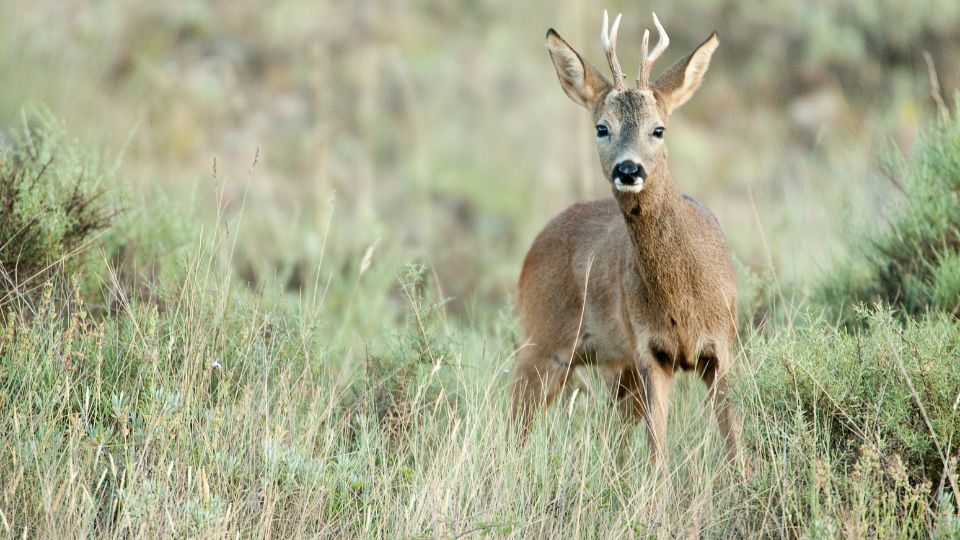 Európai őz (Capreolus capreolus)