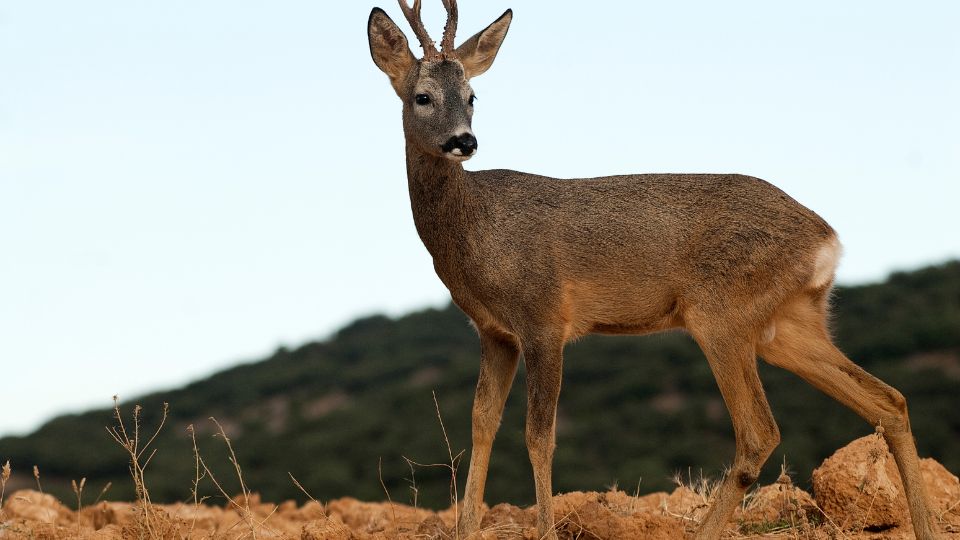 Európai őz (Capreolus capreolus)