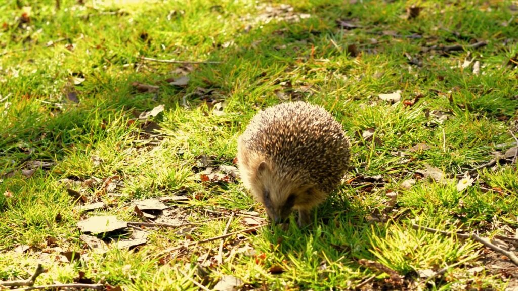 Európai sün fűben, természetes környezetben, napfényben.