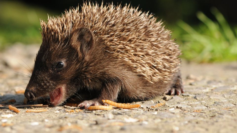 Európai sün (Erinaceus europaeus)