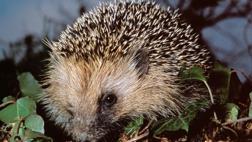 Európai sün a fűben, tüskés hátával és kíváncsi tekintetével.