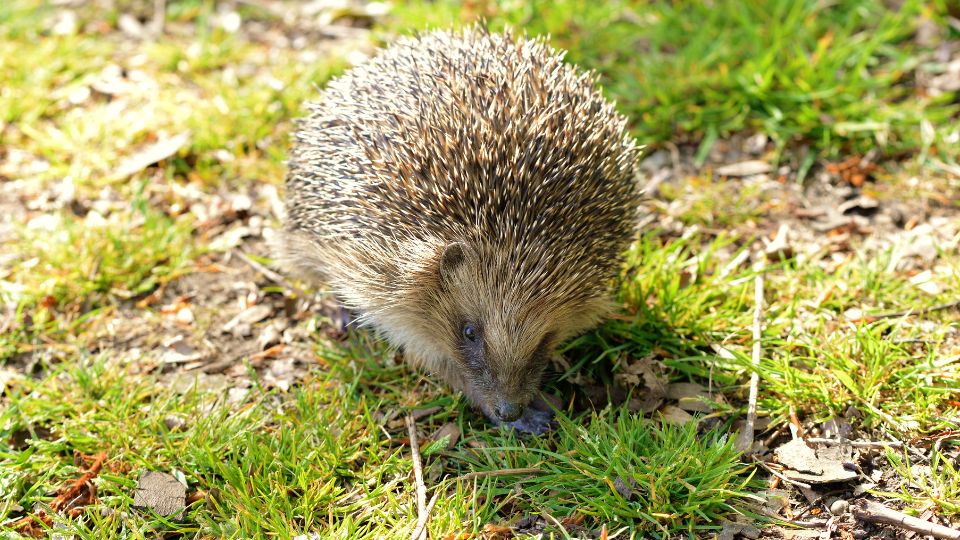 Európai sün (Erinaceus europaeus)