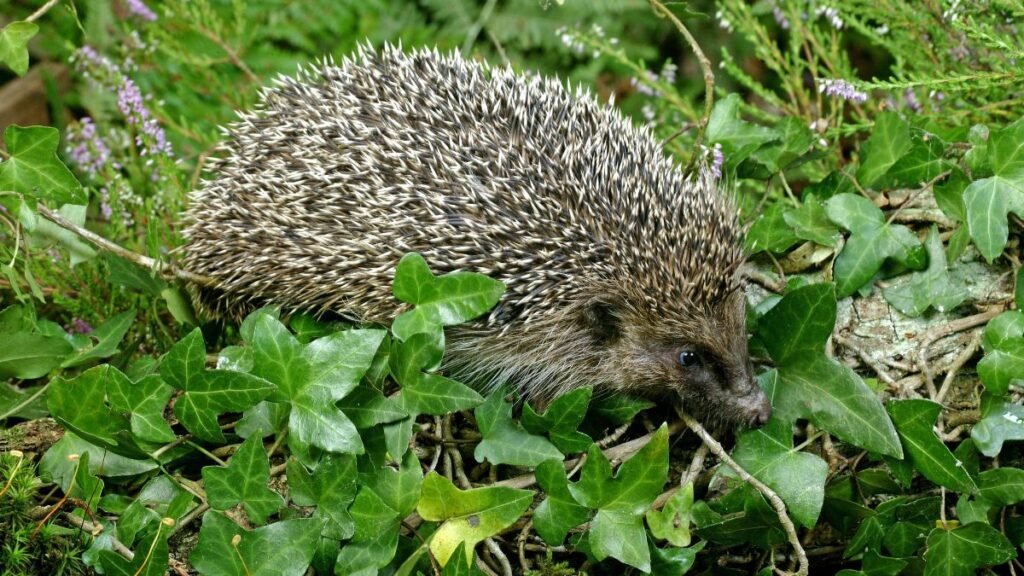 Európai sün zöld levelek között, tüskés hátával és kíváncsi tekintetével.