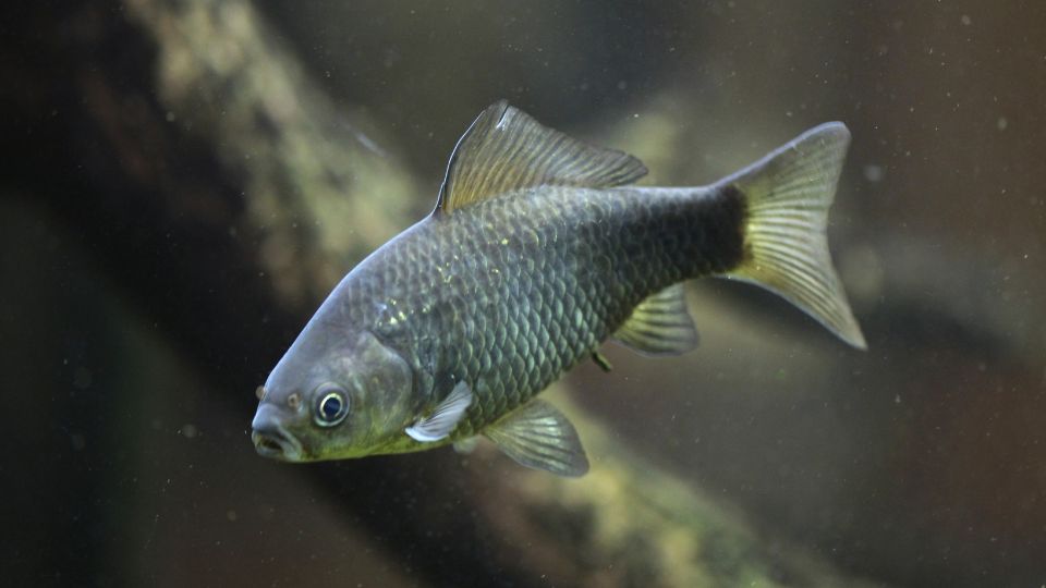 Ezüstkárász (Carassius gibelio)