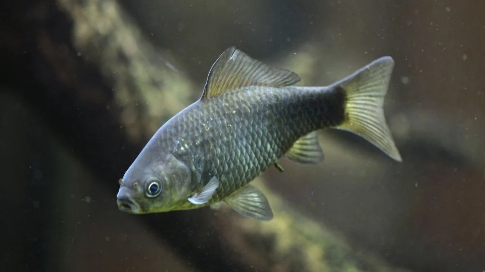 Ezüstkárász (Carassius gibelio)