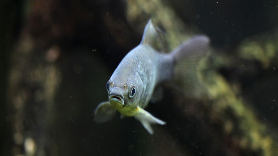 Ezüstkárász (Carassius gibelio)