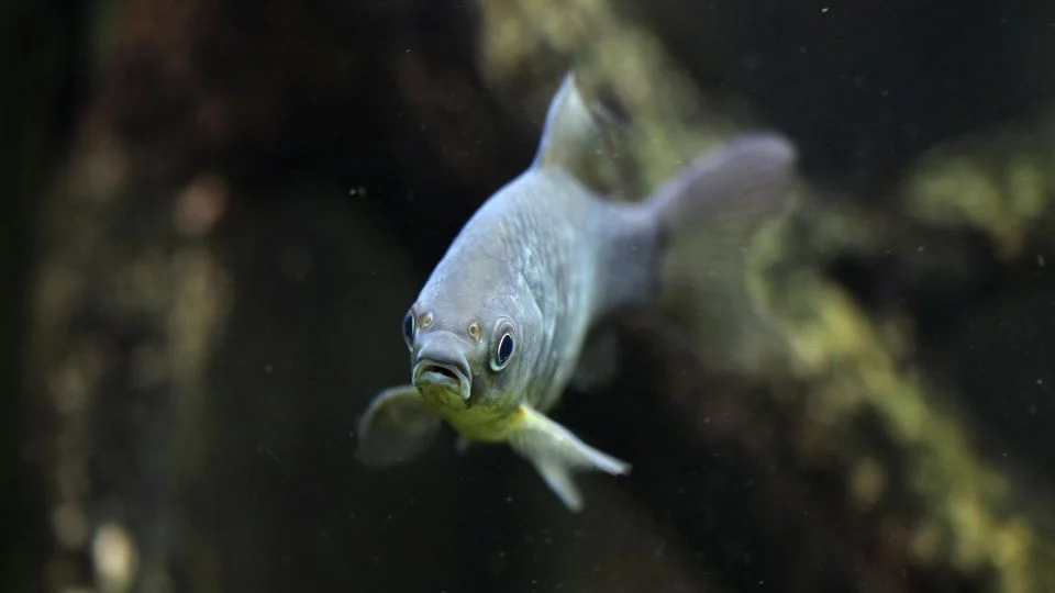 Ezüstkárász (Carassius gibelio)