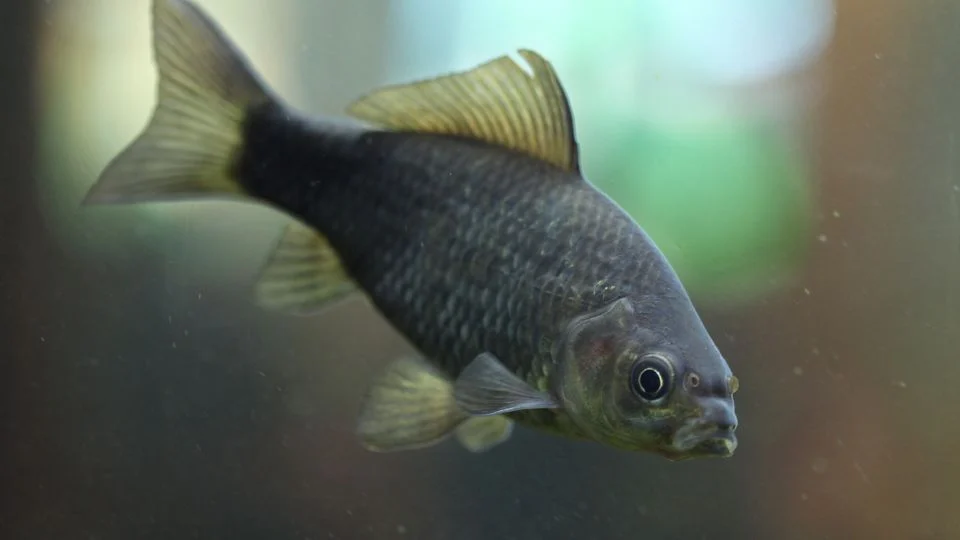 Ezüstkárász (Carassius gibelio)
