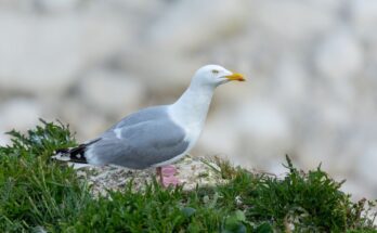 Ezustos siraly Larus argentatus 1