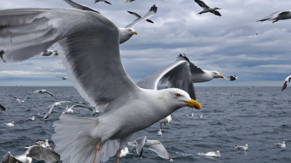 Ezustos siraly Larus argentatus 2