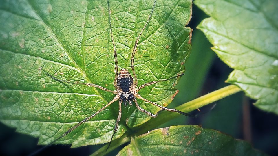Hazi kaszaspok Phalangium opilio