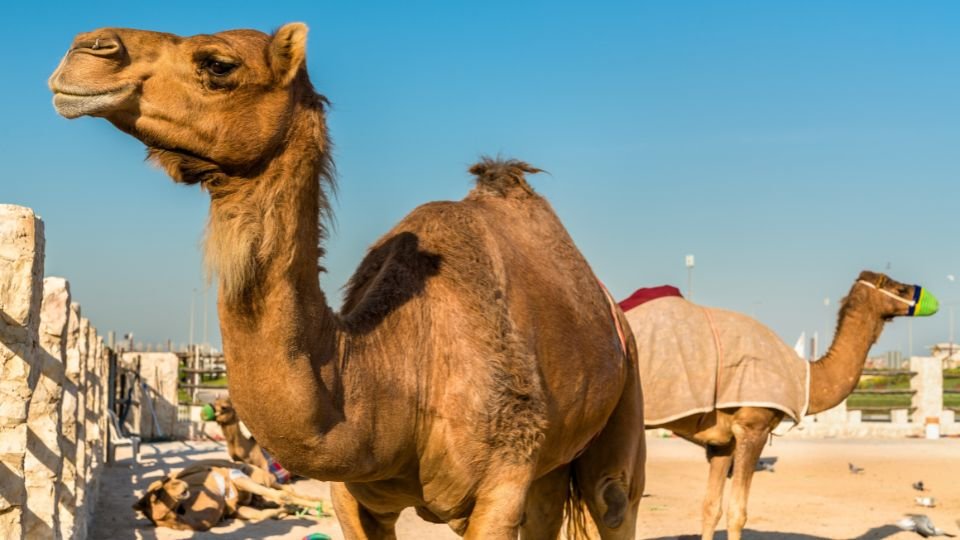 Két teve áll egy napos, homokos területen, az egyik közelről látható.