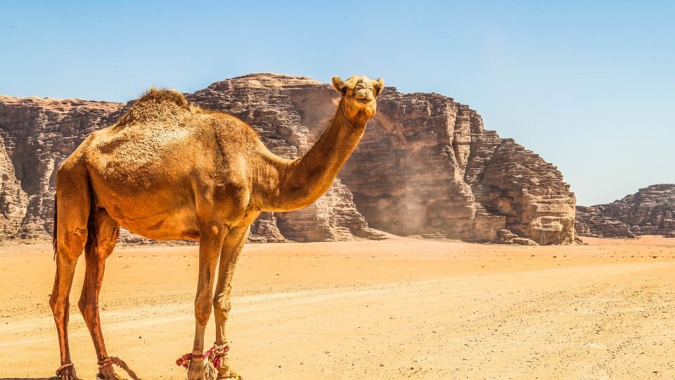 Egy teve áll a sivatagban, háttérben sziklás hegyekkel.