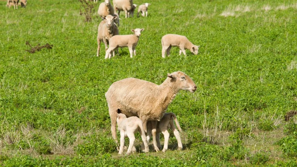 Egy birka és két bárány legelésznek zöld fűben, háttérben más birkák.