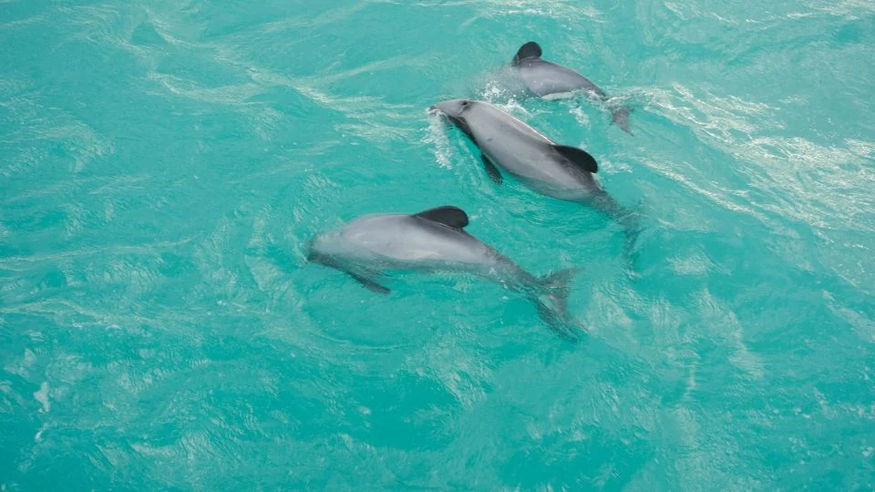Három delfin úszik a tiszta, kék vízben, játékosan mozognak.
