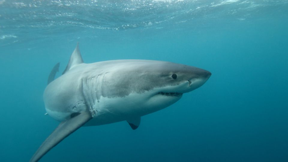 feher capa Carcharodon carcharias 1