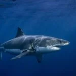feher capa Carcharodon carcharias