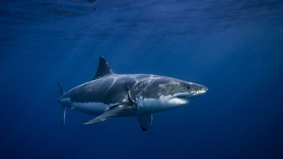 feher capa Carcharodon carcharias