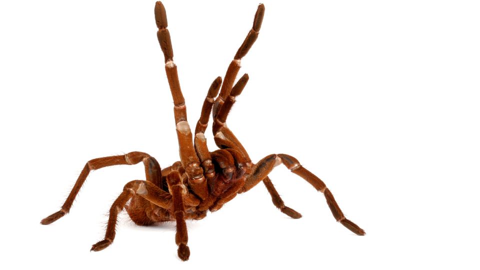 goliat madarpok vagy orias tarantula Theraphosa blondi 1