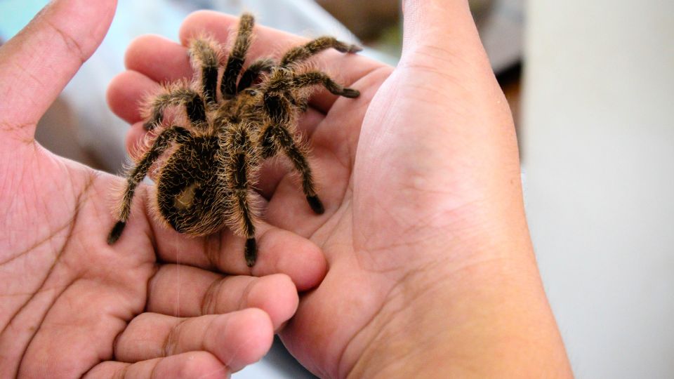 goliat madarpok vagy orias tarantula Theraphosa blondi 2