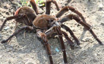 góliát madárpók vagy óriás tarantula (Theraphosa blondi)