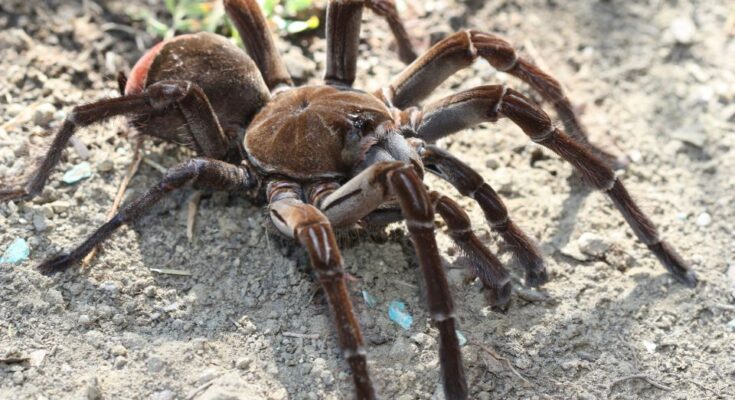 góliát madárpók vagy óriás tarantula (Theraphosa blondi)