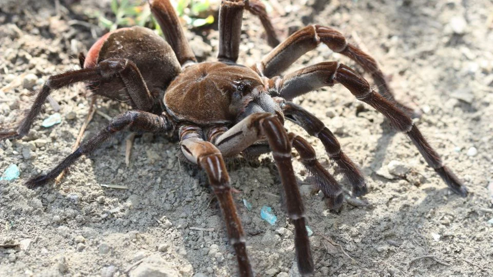 góliát madárpók vagy óriás tarantula (Theraphosa blondi)