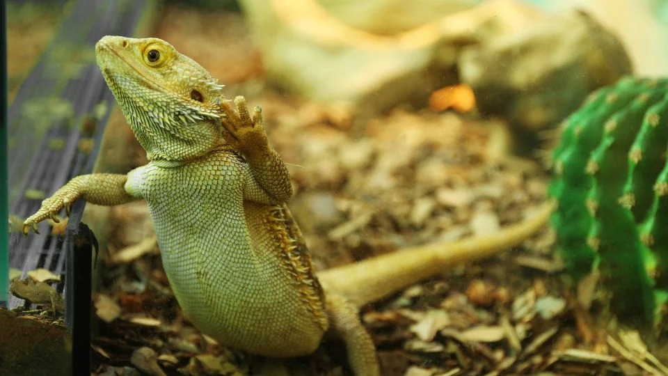 Egy szakállasagáma, amely a terrárium üvegénél áll, barátságos pózban.