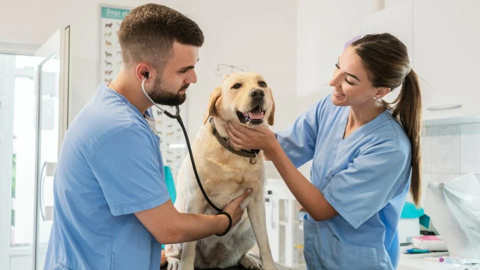 Két állatorvos vizsgál egy boldog labrador retrievert egy állatorvosi rendelőben.