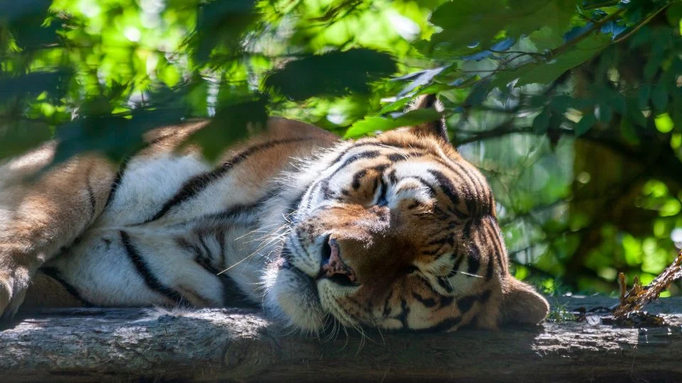 Bengáli tigris