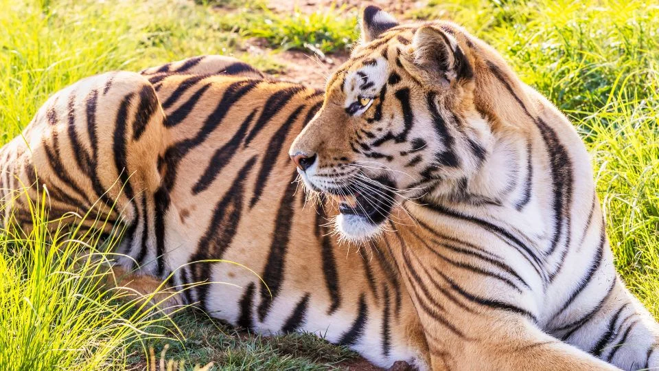 Bengáli tigris