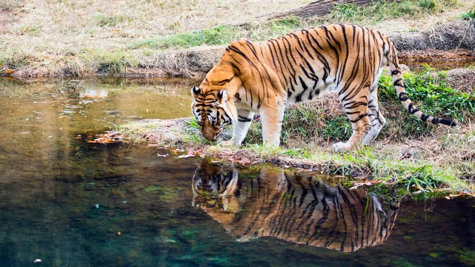 Bengáli tigris