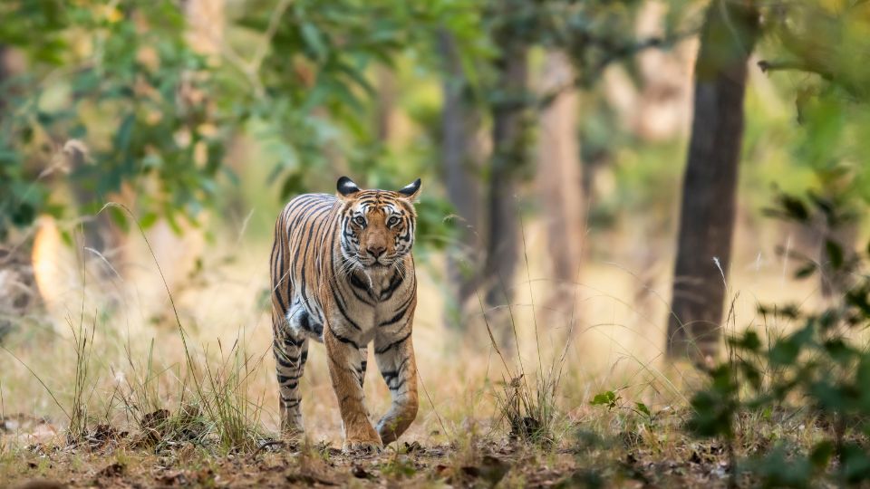 Dél-kínai tigris (Panthera tigris amoyensis)