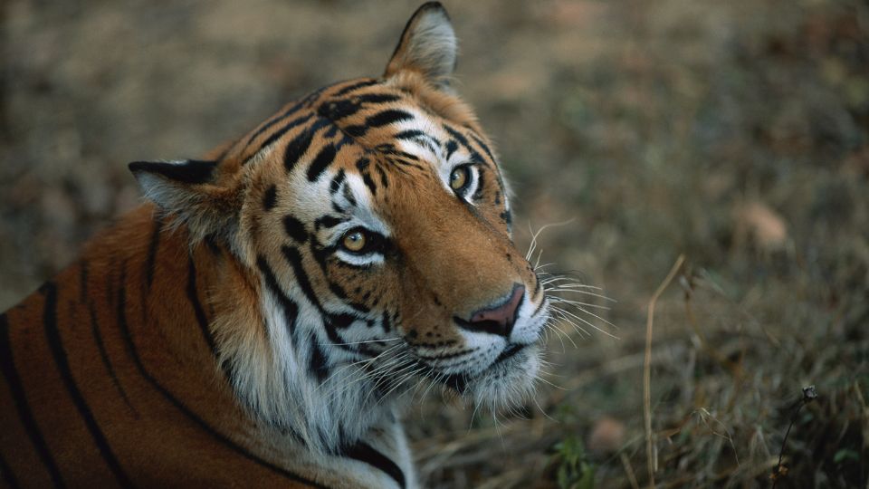 Dél-kínai tigris (Panthera tigris amoyensis)