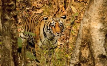 Dél-kínai tigris (Panthera tigris amoyensis)
