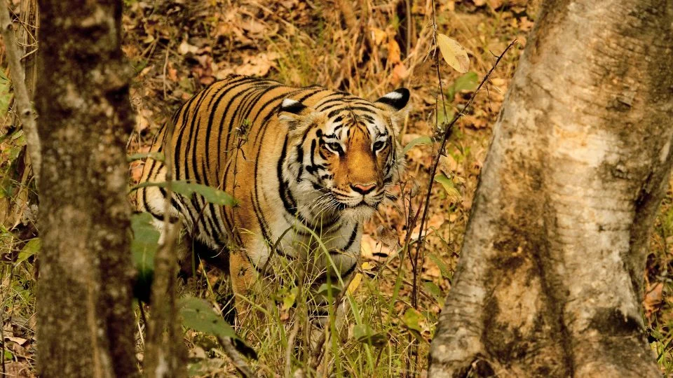 Dél-kínai tigris (Panthera tigris amoyensis)