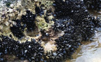 Ehető kékkagyló (Mytilus edulis)