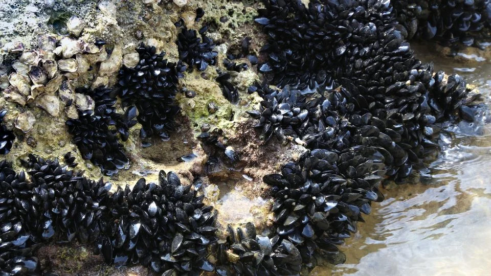 Ehető kékkagyló (Mytilus edulis)