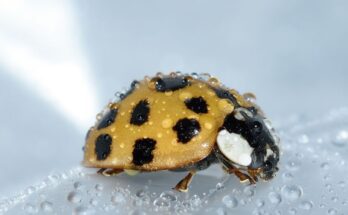 Harlekinkatica (Harmonia axyridis) jellemzői, táplálkozása, szaporodása